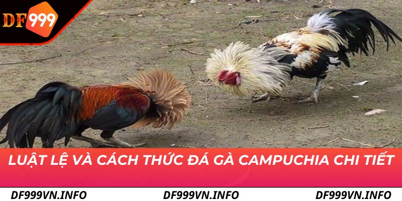 Luật lệ và cách thức đá gà Campuchia chi tiết